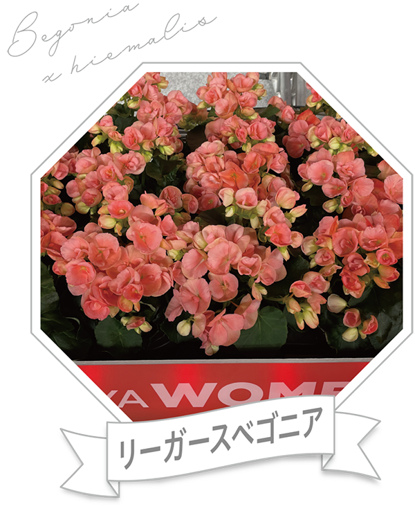 リーガースベゴニア