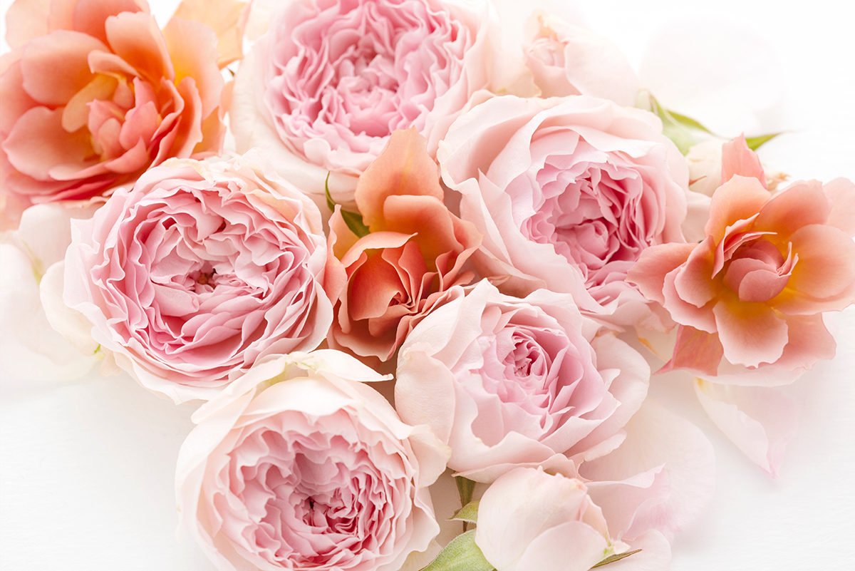 ボックスフラワーづくり体験 イメージ