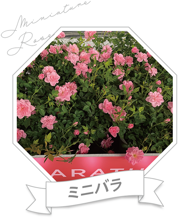 ミニバラ